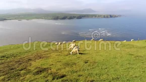 悬崖峭壁上的羊圈视频的预览图