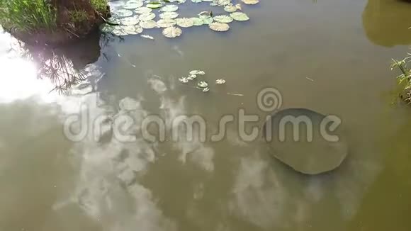 自然录像显示池塘有鱼视频的预览图