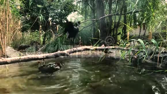 动物园里的猎鹰视频的预览图