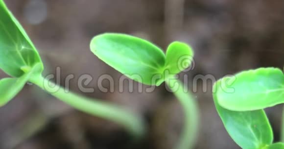 春天发芽种子黄瓜小植物生长在地面夏天喷口旋转到太阳农业时间流逝视频的预览图