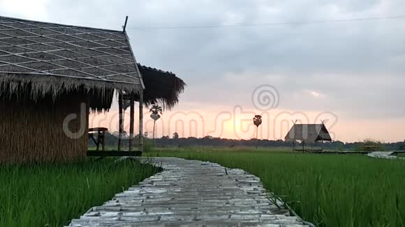 茅屋在稻田中央视频的预览图