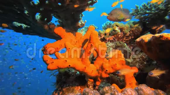红海绵热带珊瑚视频的预览图