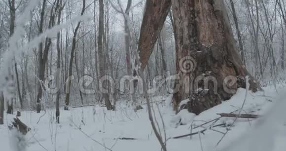 森林中破碎的冻树视频的预览图
