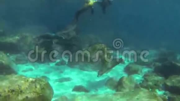 加利福尼亚海狮视频的预览图