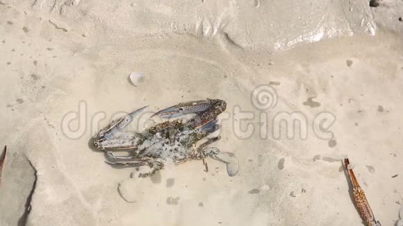 螃蟹躺在岸边的一个小水池里视频的预览图