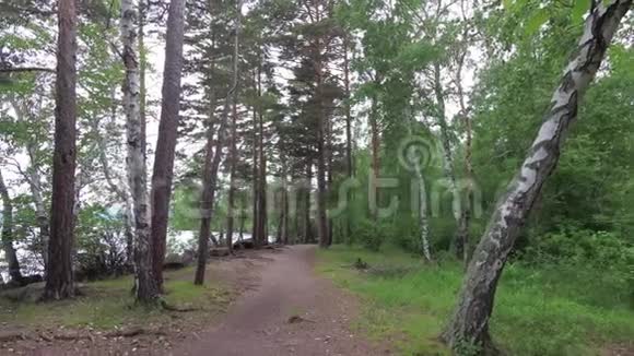 湖边的森林小径视频的预览图
