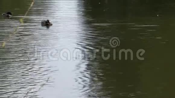鸭子在湖里游泳的倾斜镜头视频的预览图