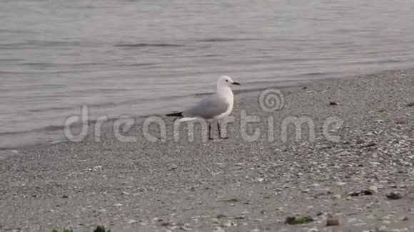 海鸥在海滩上散步视频的预览图