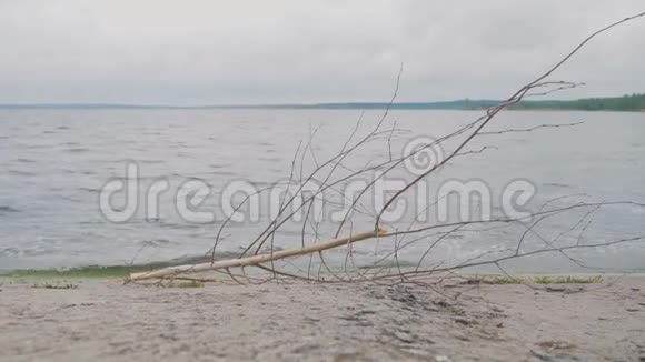 岸上干枯的树枝视频的预览图