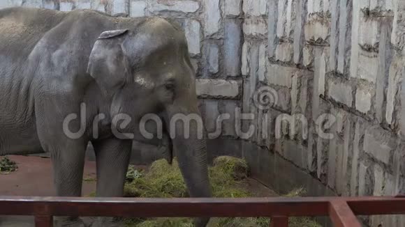 动物园里的大象视频的预览图