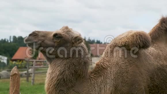 农场篱笆后面的骆驼视频的预览图