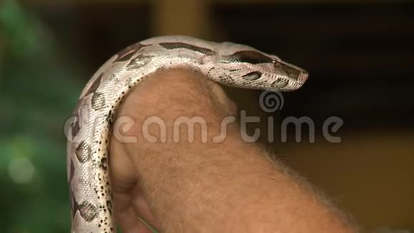蟒蛇在人的手臂上视频的预览图