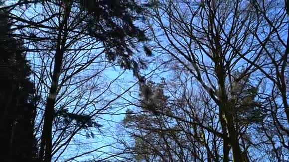阳光透过一些针叶树视频的预览图