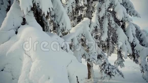 寒冷的雪冬在森林里视频的预览图