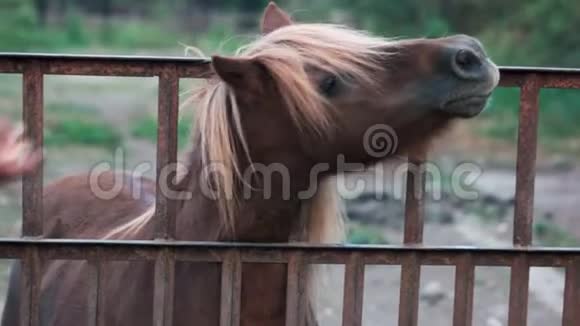 在农场喂小马的人视频的预览图