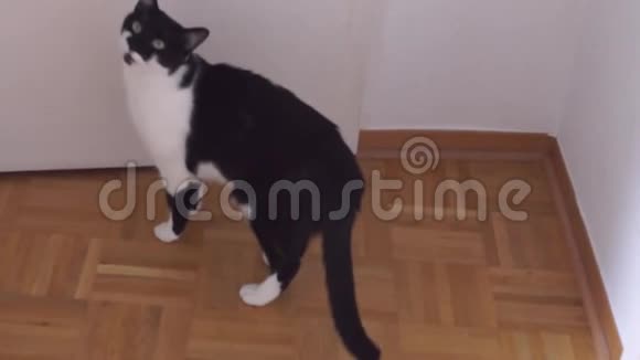 黑白猫喵喵叫视频的预览图