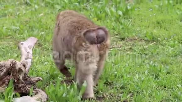 贝尔图西亚巴巴里猕猴视频的预览图