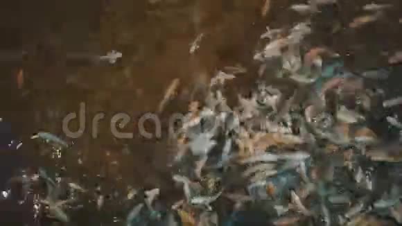锦鲤鱼在水里游泳视频的预览图