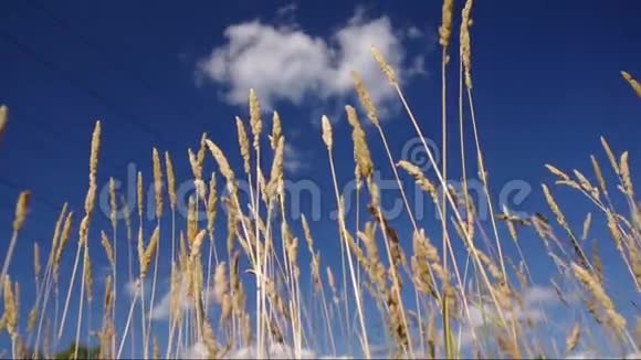 蓝天和草地视频的预览图