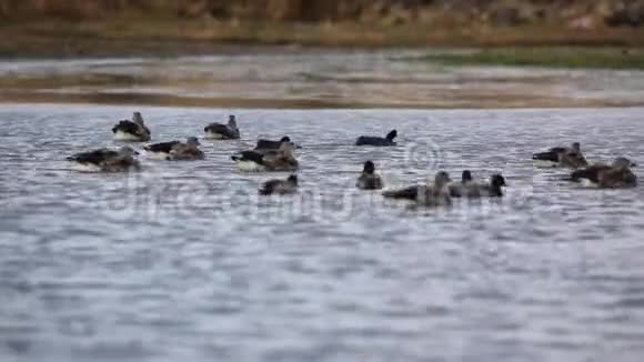 湖中的蓝翼鹅视频的预览图