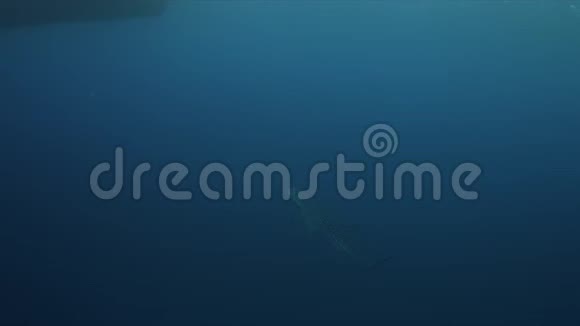 蓝水中的鲸鲨4k视频的预览图