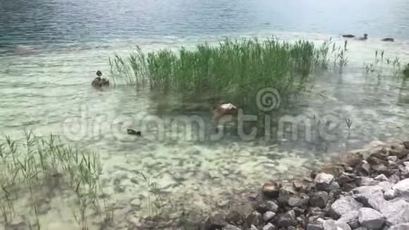 在雅典湖上的鸭子视频的预览图