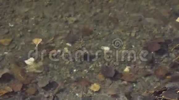 冲浪河靠近视频的预览图