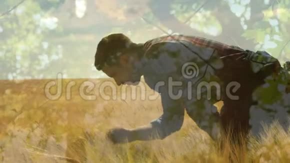 在干草堆上检查干草的人视频的预览图