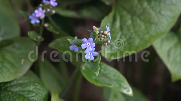 花园里的蓝色小花视频的预览图