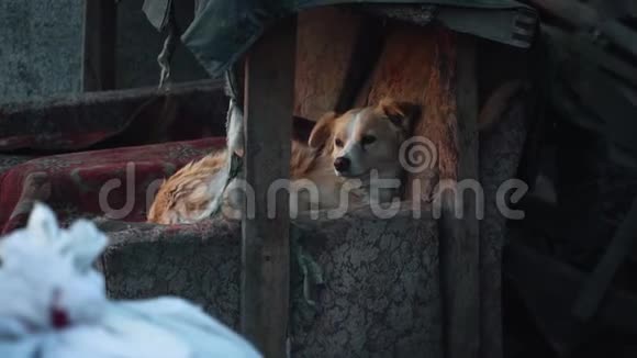困狗躺在狗窝棚里饥饿的小狗用狗来保护动物视频的预览图