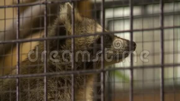 笼子后面的浣熊视频的预览图
