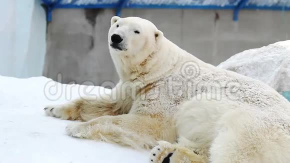 在动物园里休息的北极熊的肖像视频的预览图
