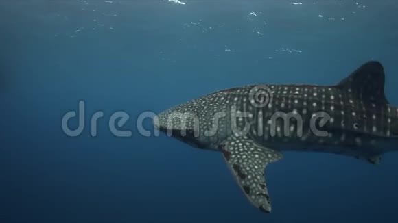 蓝水中的鲸鲨4k视频的预览图