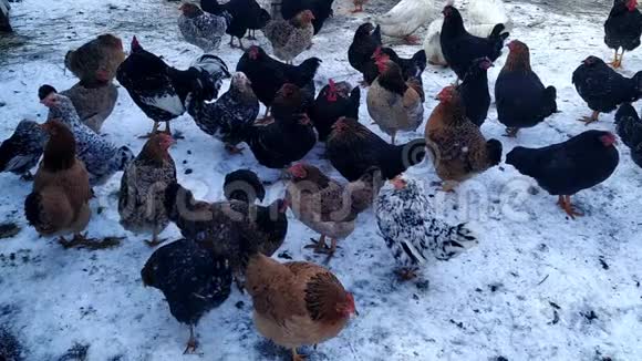 冬天鸡公鸡在院子里走来走去视频的预览图