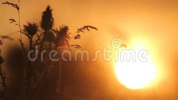 草原上的日落视频的预览图