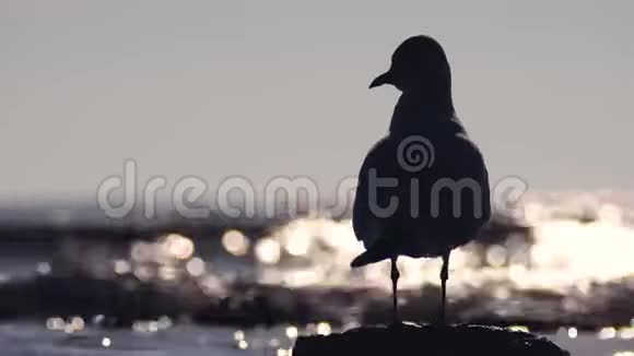 海鸥海岸上的鸟视频的预览图