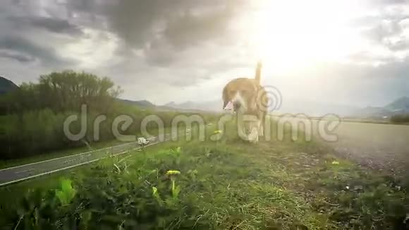 慢动作视频比格犬通过嗅探能力探索新的地面视频的预览图