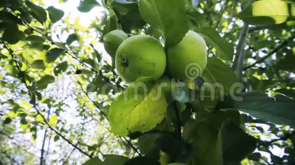 带绿色苹果的树枝视频的预览图