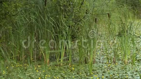 沼泽里的百合花和香蒲视频的预览图