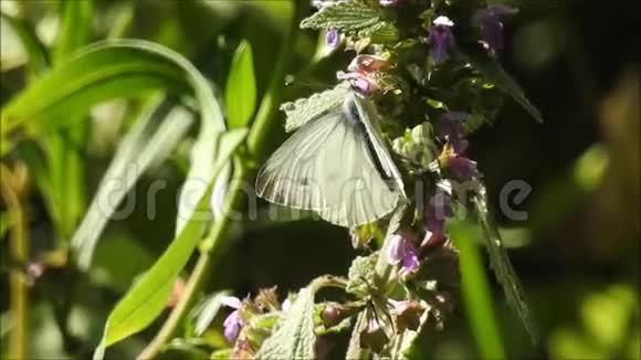 大白蝴蝶在夏天的阳光下温暖翅膀视频的预览图