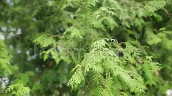 柏树科植物的特写阳光柔和视频的预览图