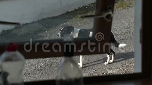 狗在路上透过窗户看到视频的预览图