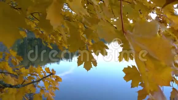 秋树在阳光明媚的秋天视频的预览图