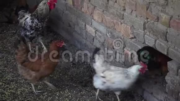 小鸡去谷仓视频的预览图