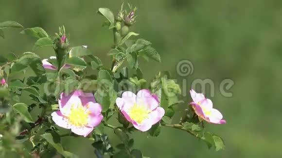 微风中的狗玫瑰丛视频的预览图