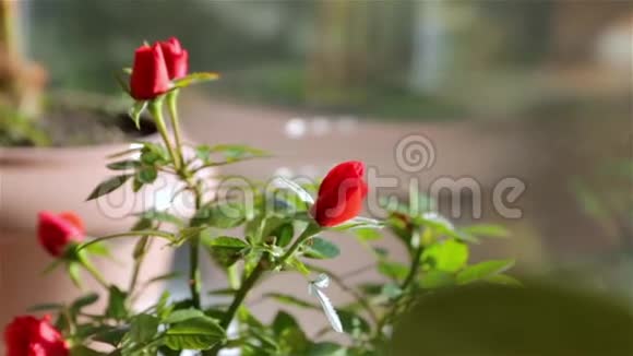 花盆里的玫瑰视频的预览图