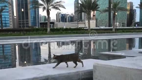 多哈天际线猫视频的预览图