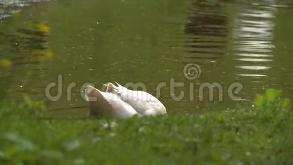 湖边的白鸭子视频的预览图