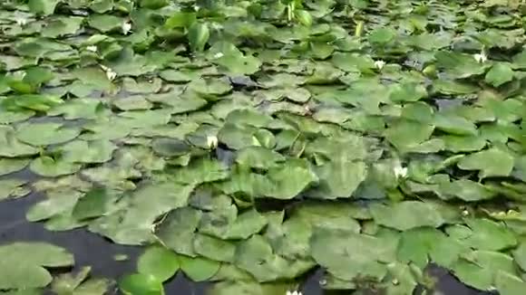 睡莲和水草4K视频的预览图