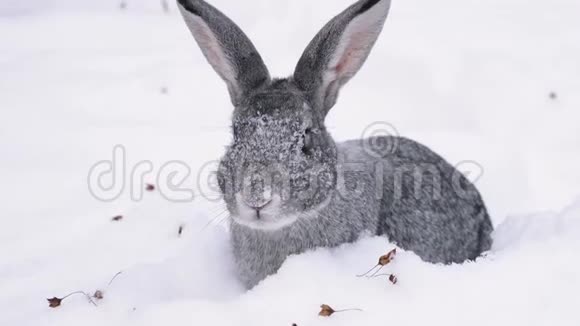 灰兔钻进雪地里视频的预览图